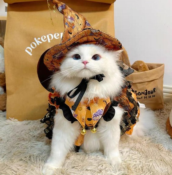 Spooky Whiskers: Dressing Up Your Cat for a Purr-fect Halloween